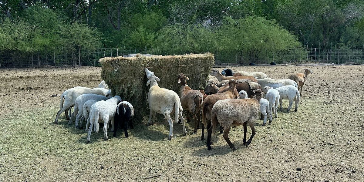 Field Day: Marketing Livestock at Heartquist Hollow Family Farm