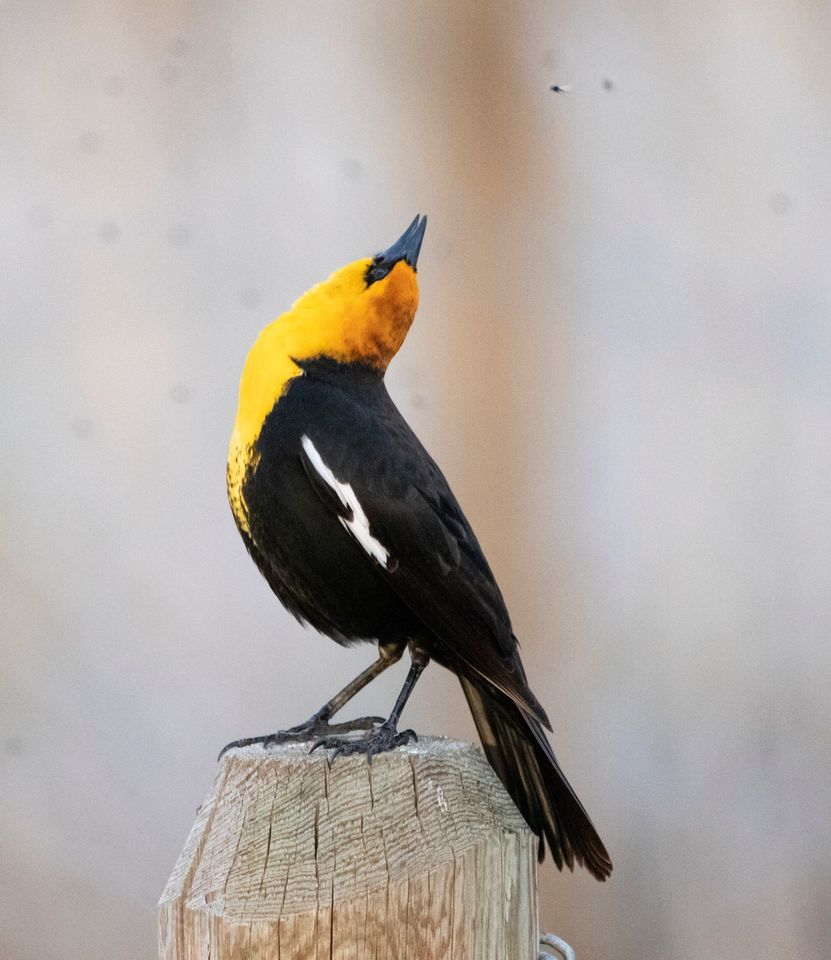 Crooked River Wetlands Complex Guided Bird Walks, Crooked River