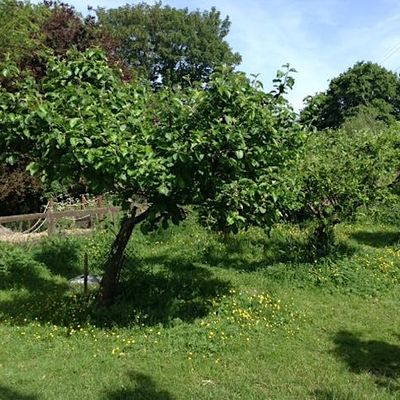 Iver Environment Centre logo