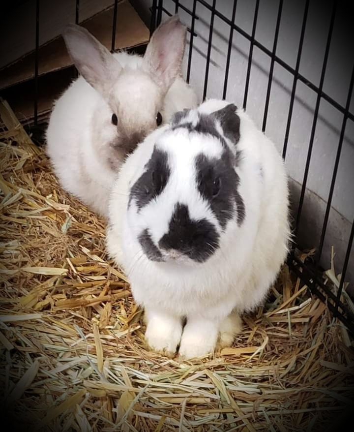 Lancaster Bunny Nail Trim Event , McCracken's Pet Food & Supply