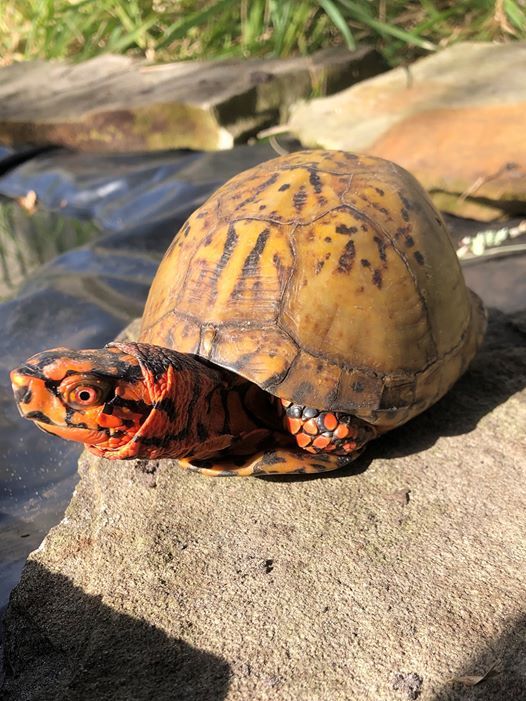 Behind-the-Scenes Reptile Tours, Driftwood Education Center, Saint