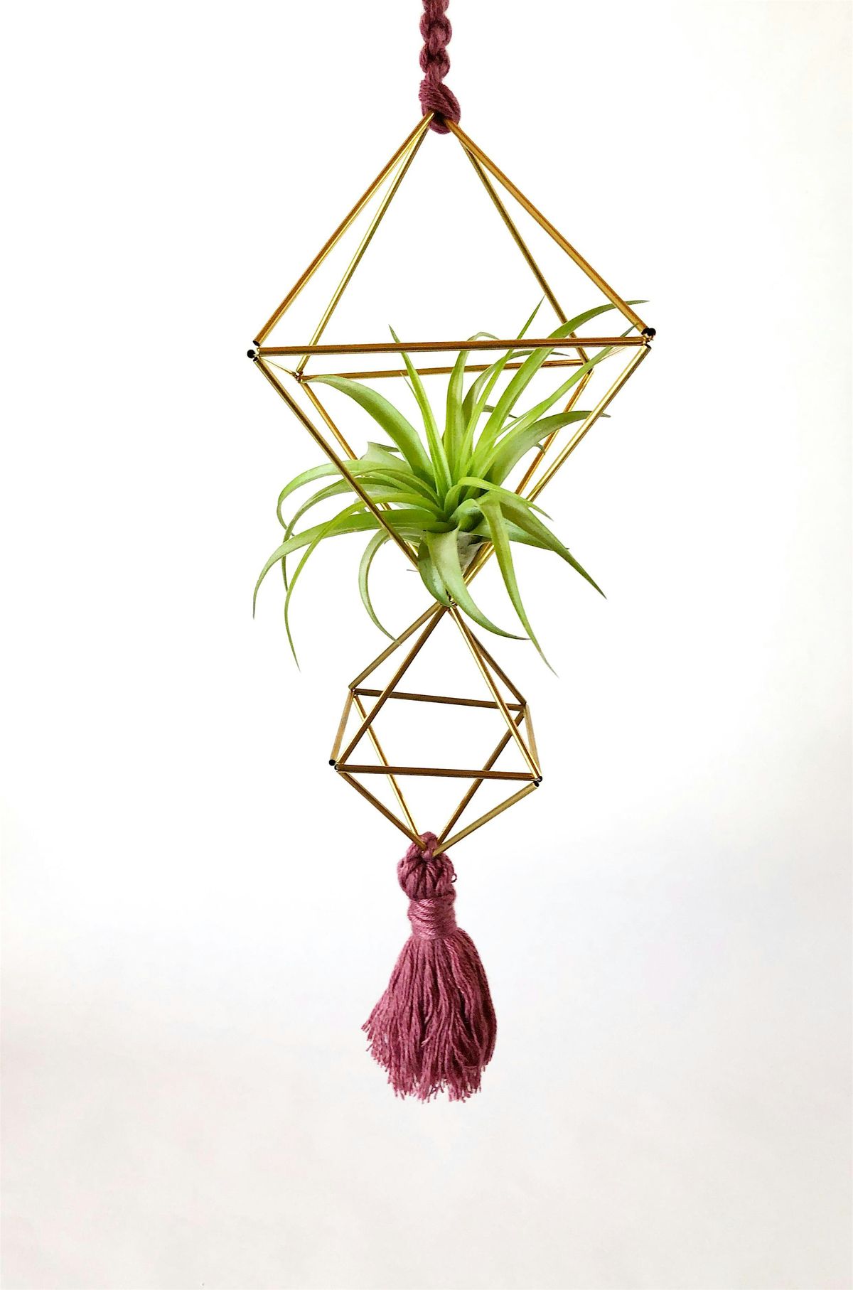 dracaena michiko Michiko Dracaena – Plant Detectives