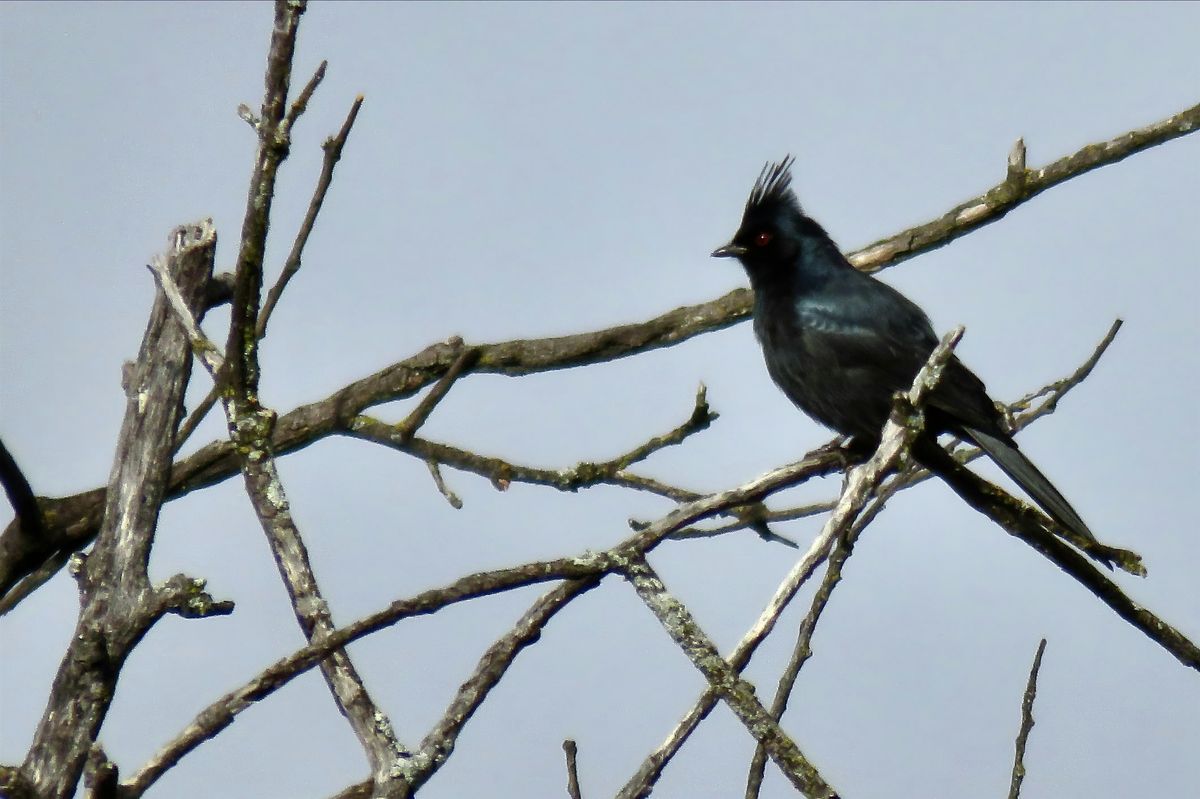 Putah Creek Birding, 6 January | Event in Winters | AllEvents