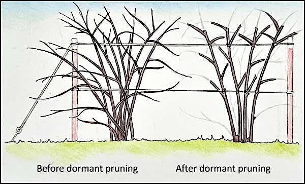 Yadkin Blackberry Pruning Workshop, 27 January | Event in Boonville | AllEvents