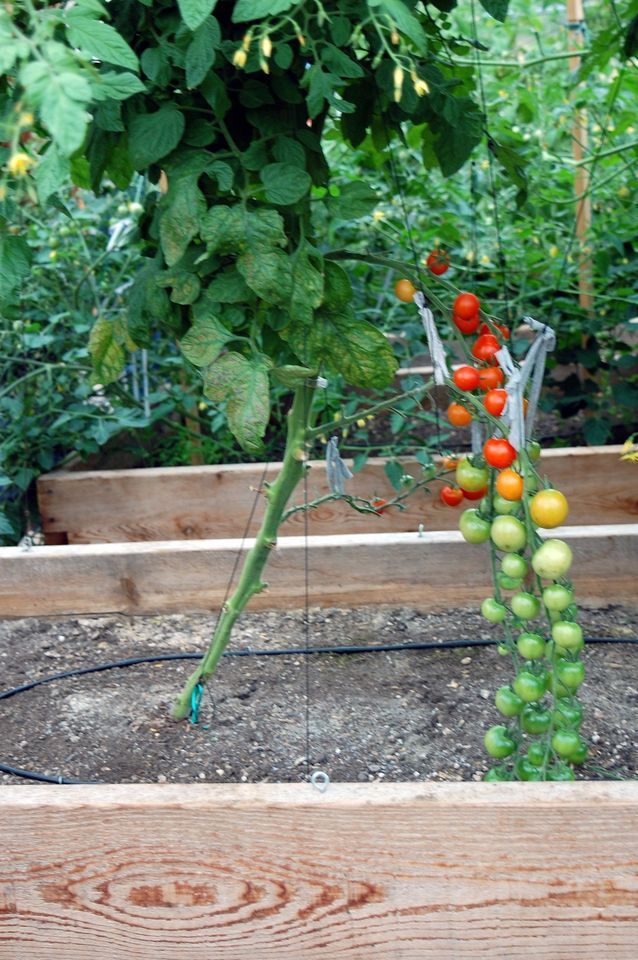 Tomato Mania: Growing Fabulous Tomatoes in Your Point Roberts Garden