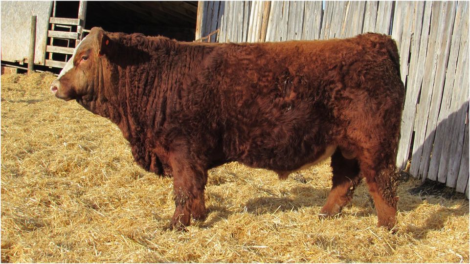 MCG SIMMENTALS & GUEST TEMPEST RED ANGUS BULL SALE, Mackay Performance