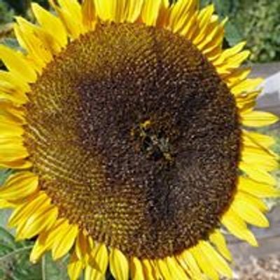 Lochend Community Growing Project