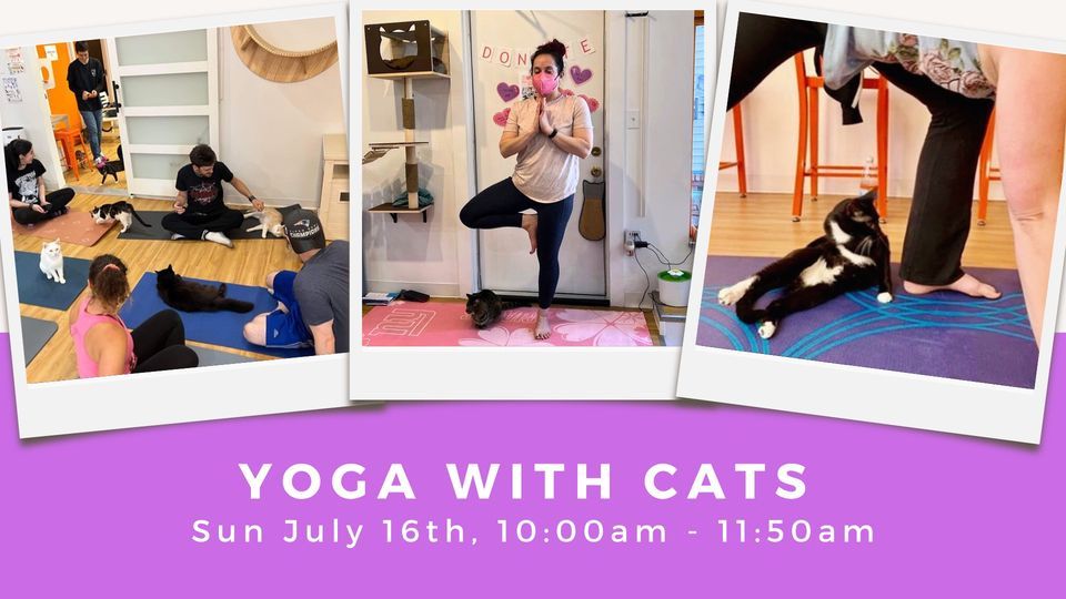 Yoga with Cats, Mew Haven Cat Cafe, New Haven, July 16 2023 AllEvents.in