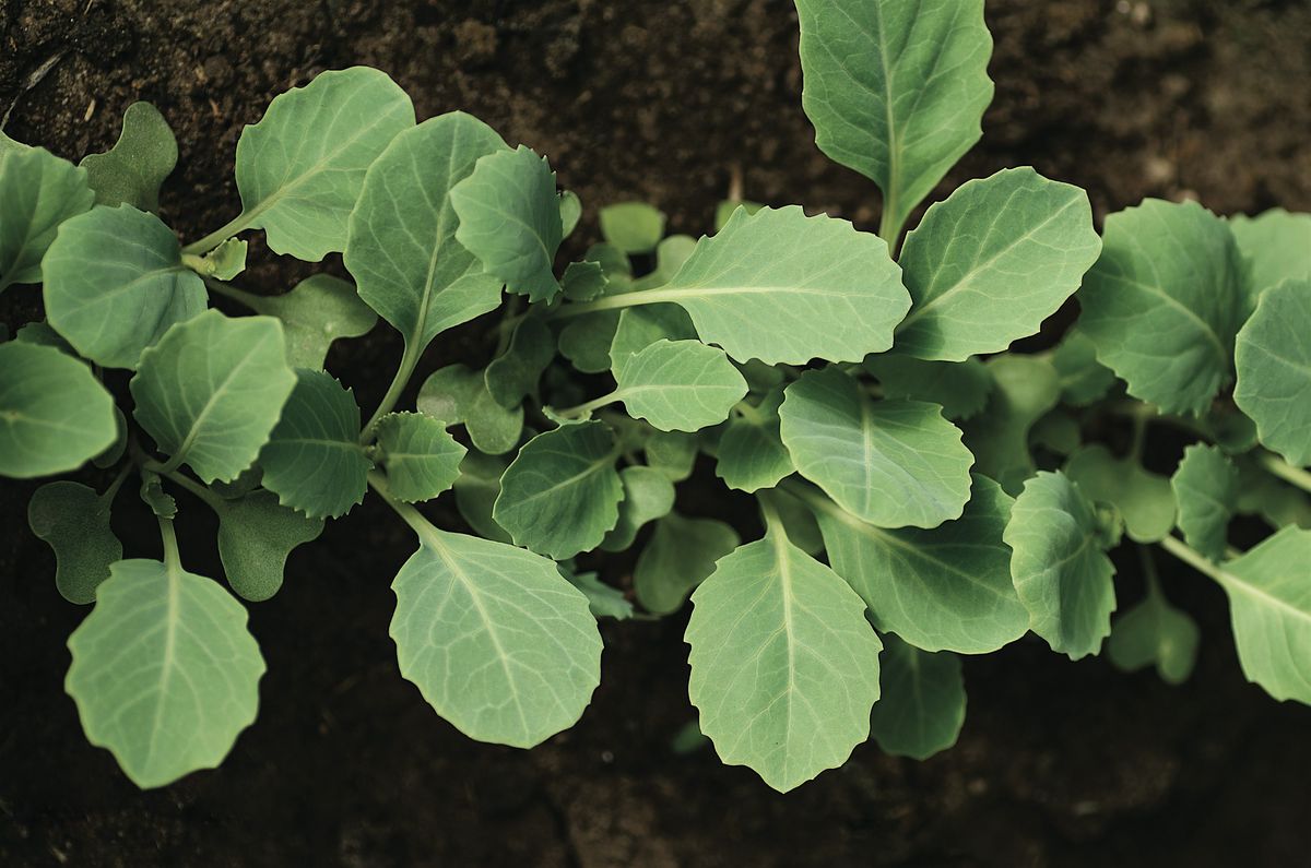 Build a Grow-Bag Veggie Garden, 11 April | Event in Richboro | AllEvents