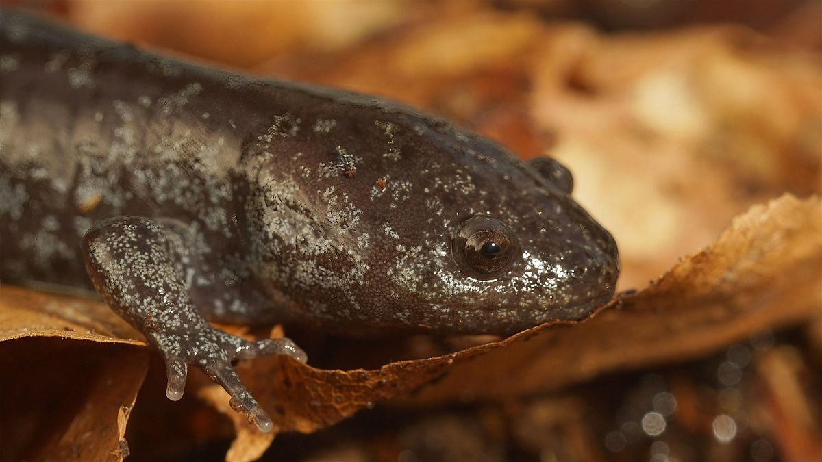 An Introduction to the Amphibians of the Southern Appalachians, 20 February | Event in Asheville | AllEvents