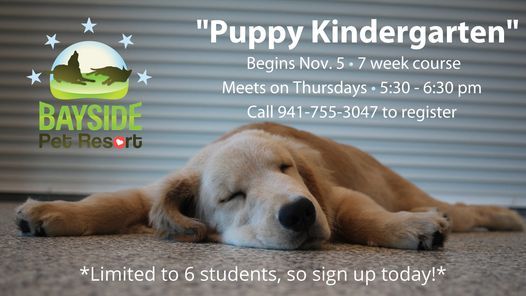 puppy school bayside