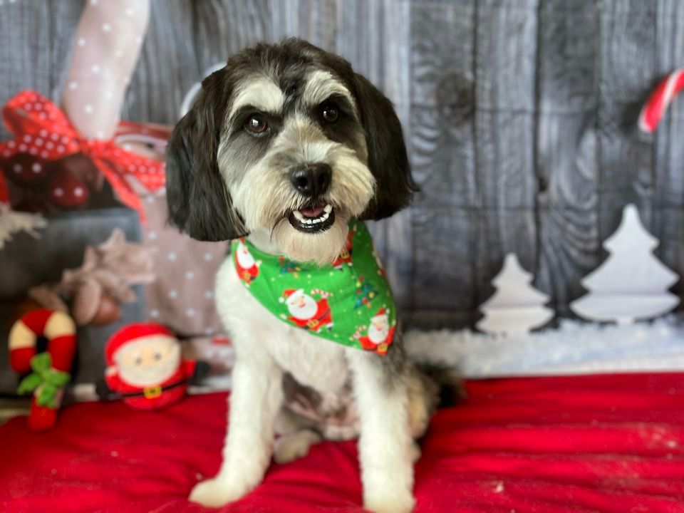 Dog pictures at Sydnees pet grooming Murray , 6052 s state street