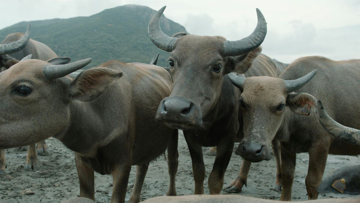 'Mother of Buffalo' Screening & Panel Talk, 29 November | Event in Kowloon | AllEvents