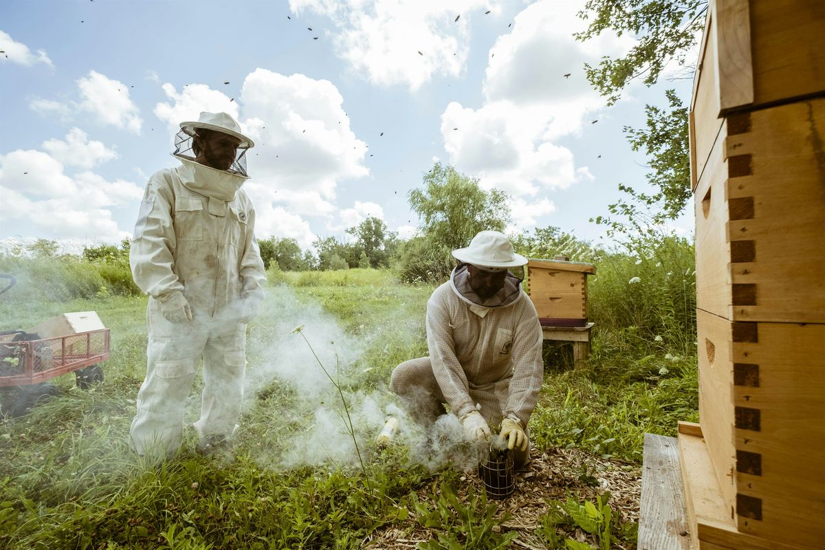 Beekeeping for Beginners – Summer Workshop 3 of 4, 21 June | Event in Hamilton | AllEvents