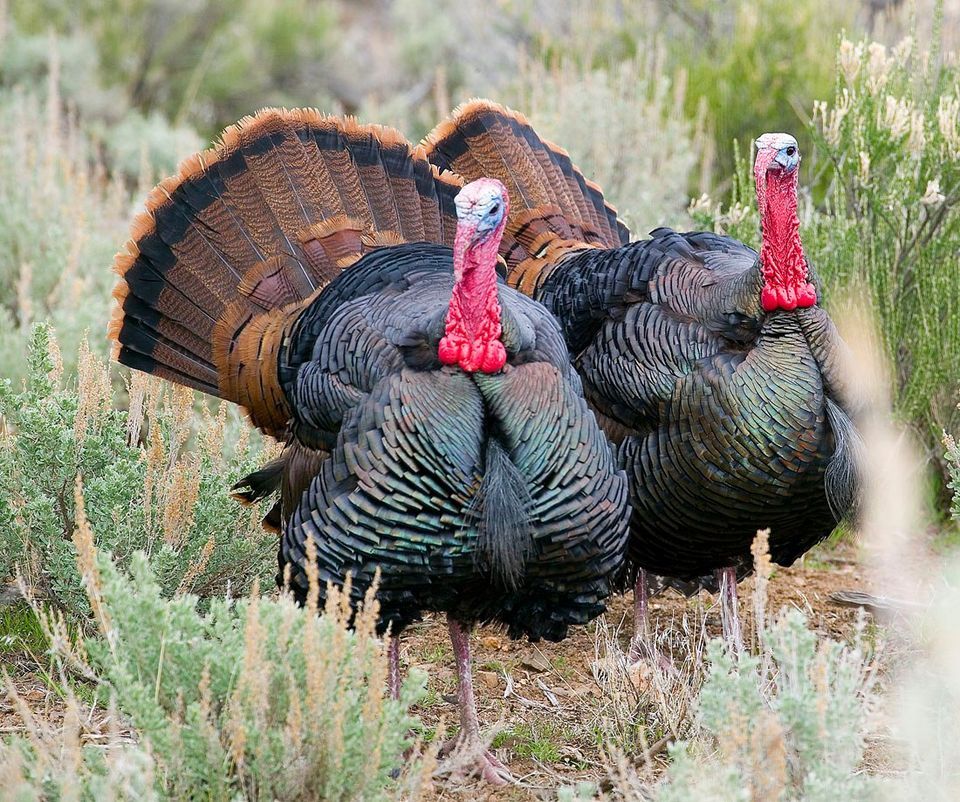 Introduction to Turkey Hunting, 1100 Valley Rd, Reno, NV 895122817