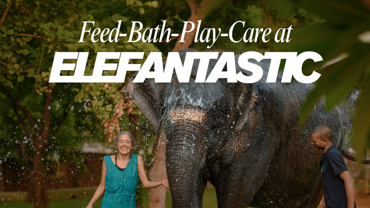 Elefantastic - Elephant Wildlife Sanctuary | Event in Alwar | AllEvents