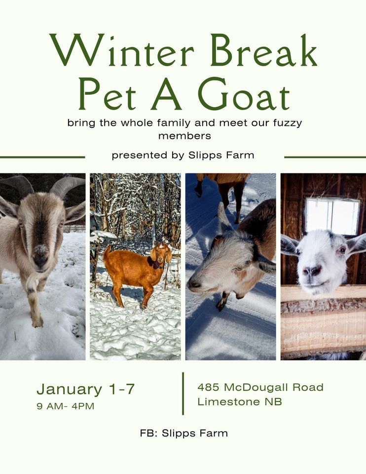 Pet a Goat Day!, McDougall Road, Debec, NB, Canada, Woodstock, January
