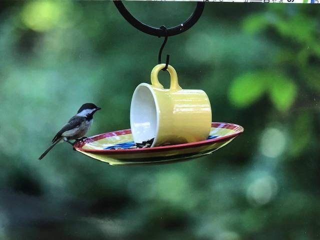 Cup And Saucer Bird Feeder At Wild Birds Unlimited Cincinnati