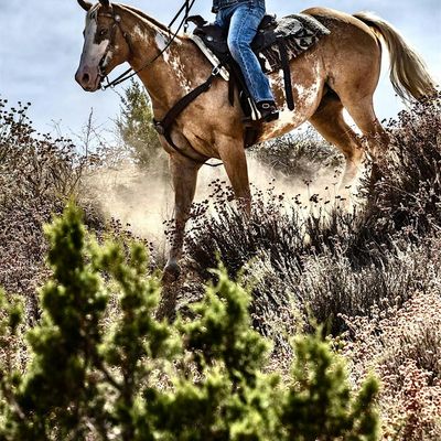 Horse Reset Ranch