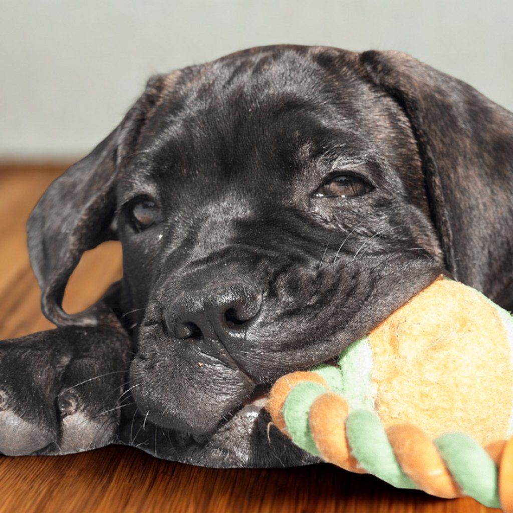 Revitalizing Yoga with Puppies | Event in Walsall | AllEvents
