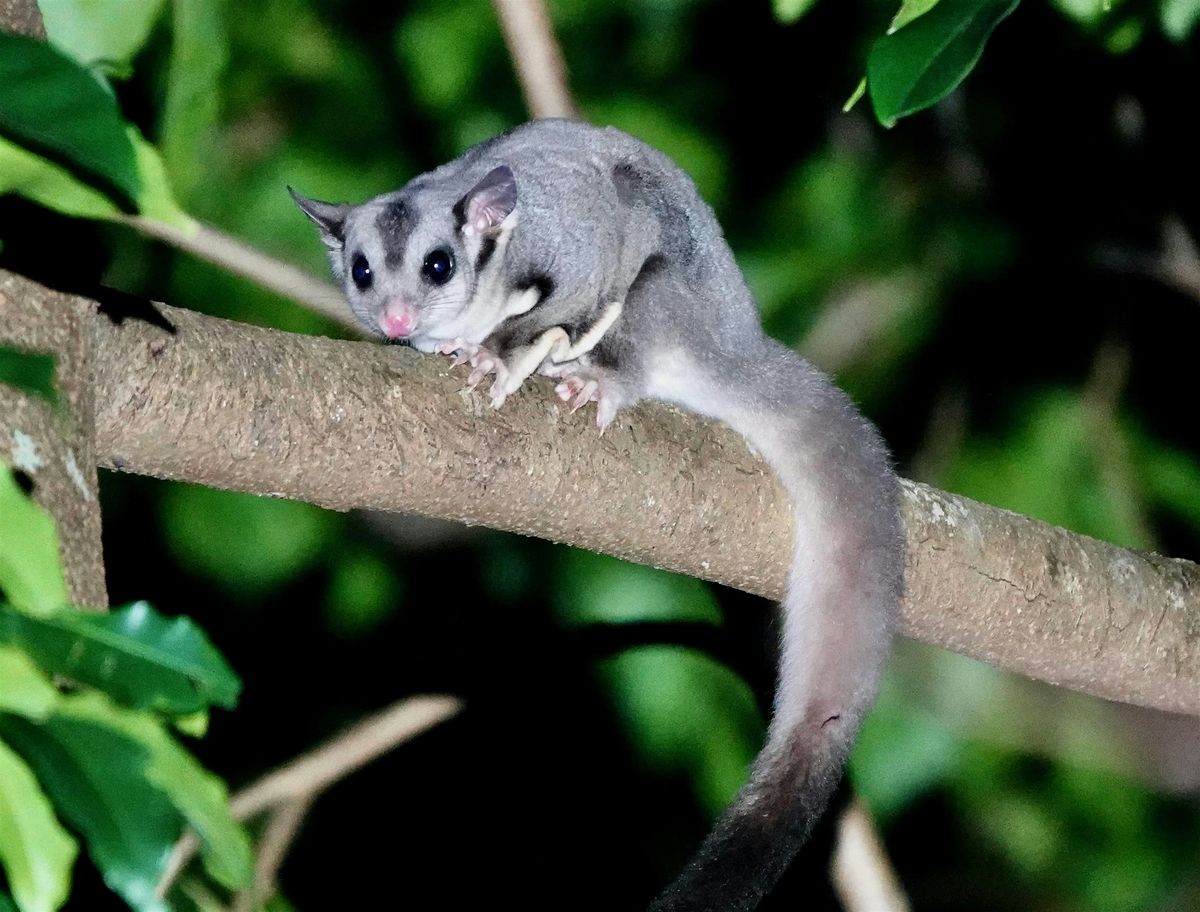 Nocturnal Wildlife at the Botanic Garden, 2 January | Event in Coffs Harbour | AllEvents