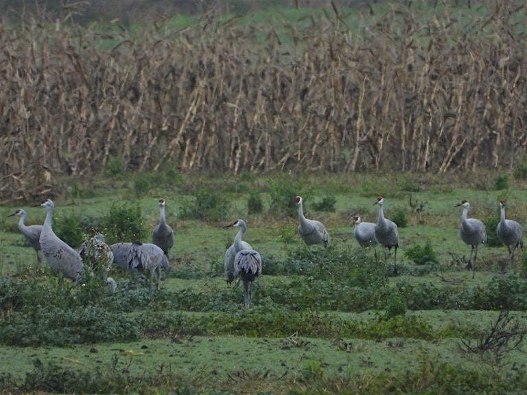 Winter 2026 EcoTeam: Skybound Stewardship Creating Habitats Birds Call Home, 12 January | Event in Vancouver