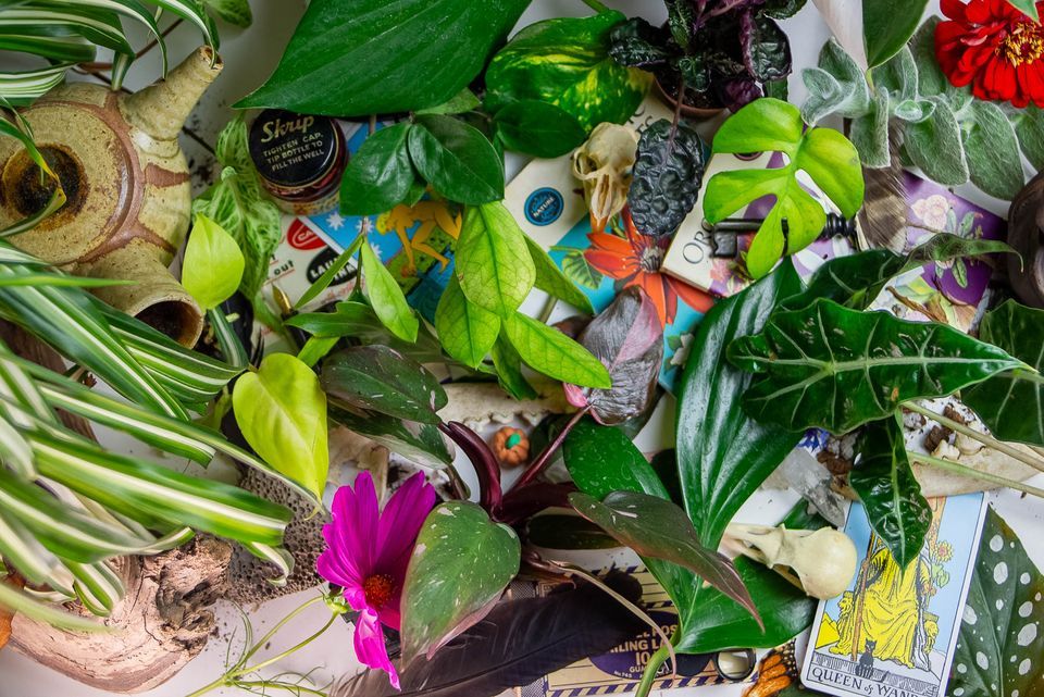 Terrarium Class, Verdant Curiosities, Eau Claire, January 13 2024