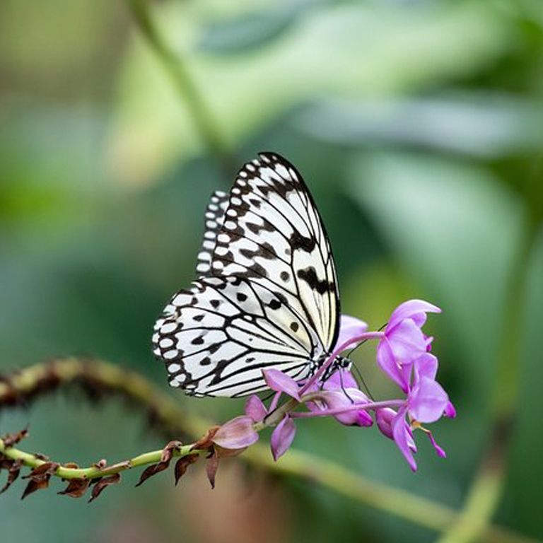 The Cockrell Butterfly Center in Houston, The Houston Museum of Natural Science, July 24 2023