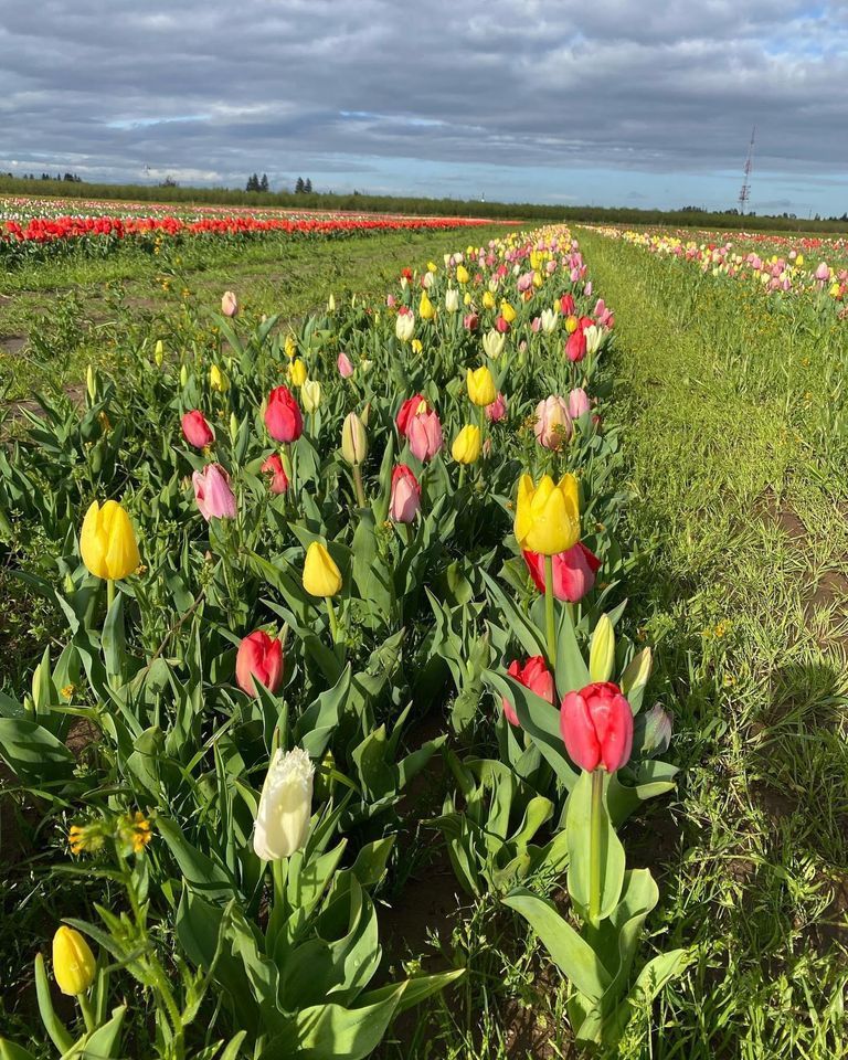 FIT4MOM Stockton Field Trip, Dutch Hollow Farms, Modesto, 20 April