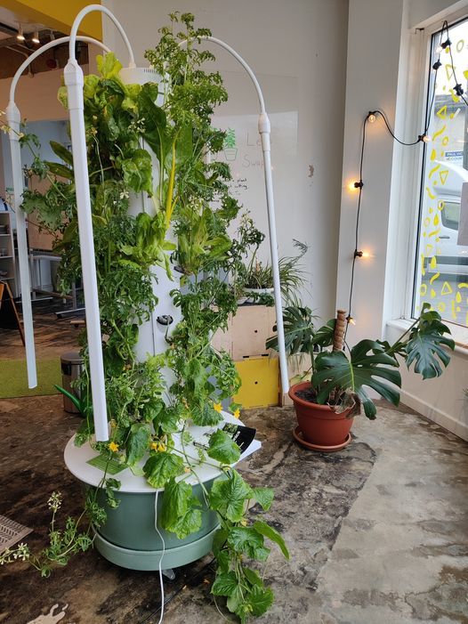 Future Food Growing Greens Dagenham Heathway Shop The Mall Dagenham Heathway Hornchurch April 2 22 Allevents In