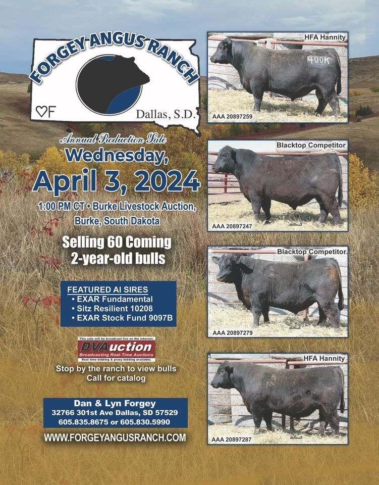 Angus Ranch Annual Production Sale, Burke Livestock Auction, 3