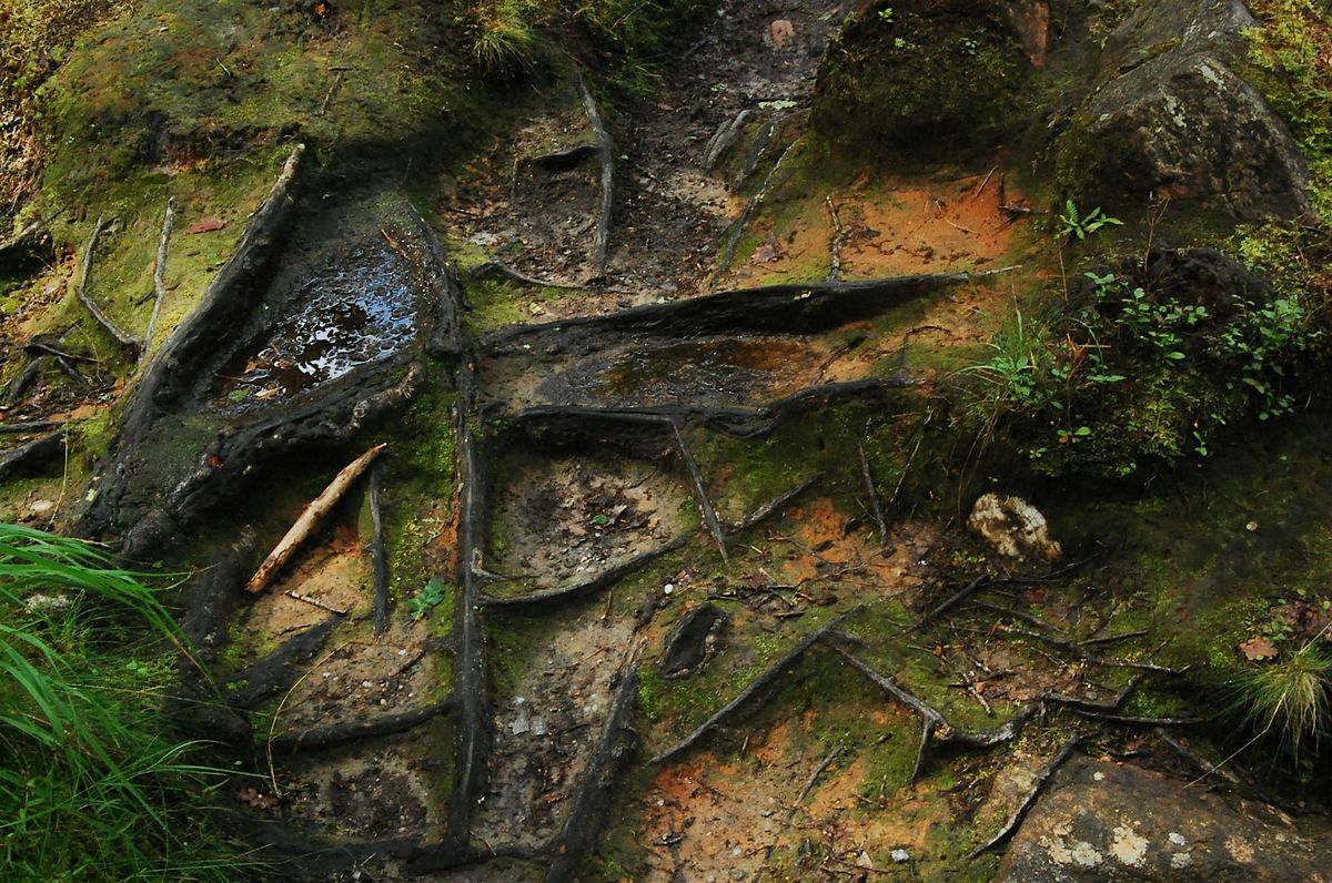 Systemic and Family Constellations Workshop, 11 April | Event in Leicester | AllEvents