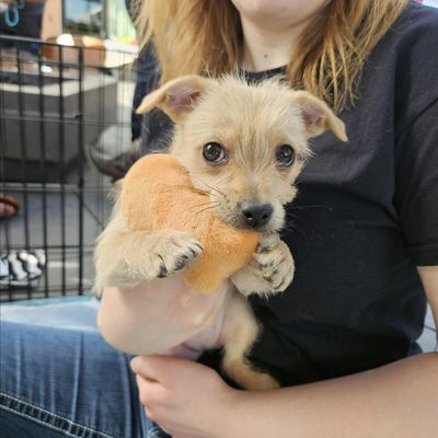 Motley Zoo Animal Rescue logo