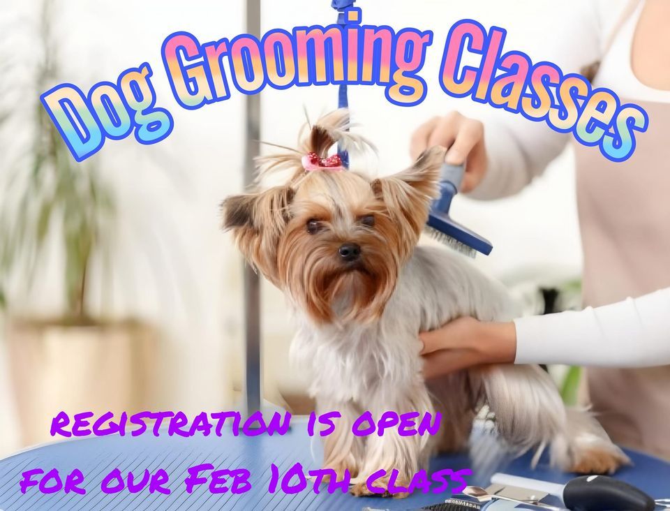Dog Grooming Classes, A Rover Makeover, Tappen, February 10 2024