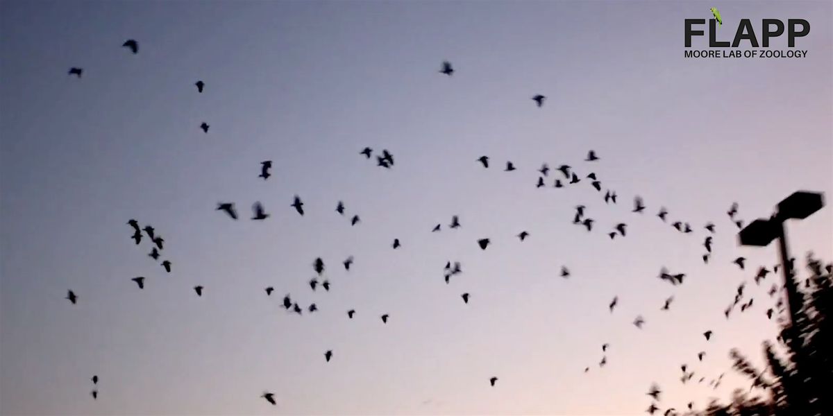 Parrot Roost Watch with the Moore Lab, 6 December | Event in Pasadena | AllEvents