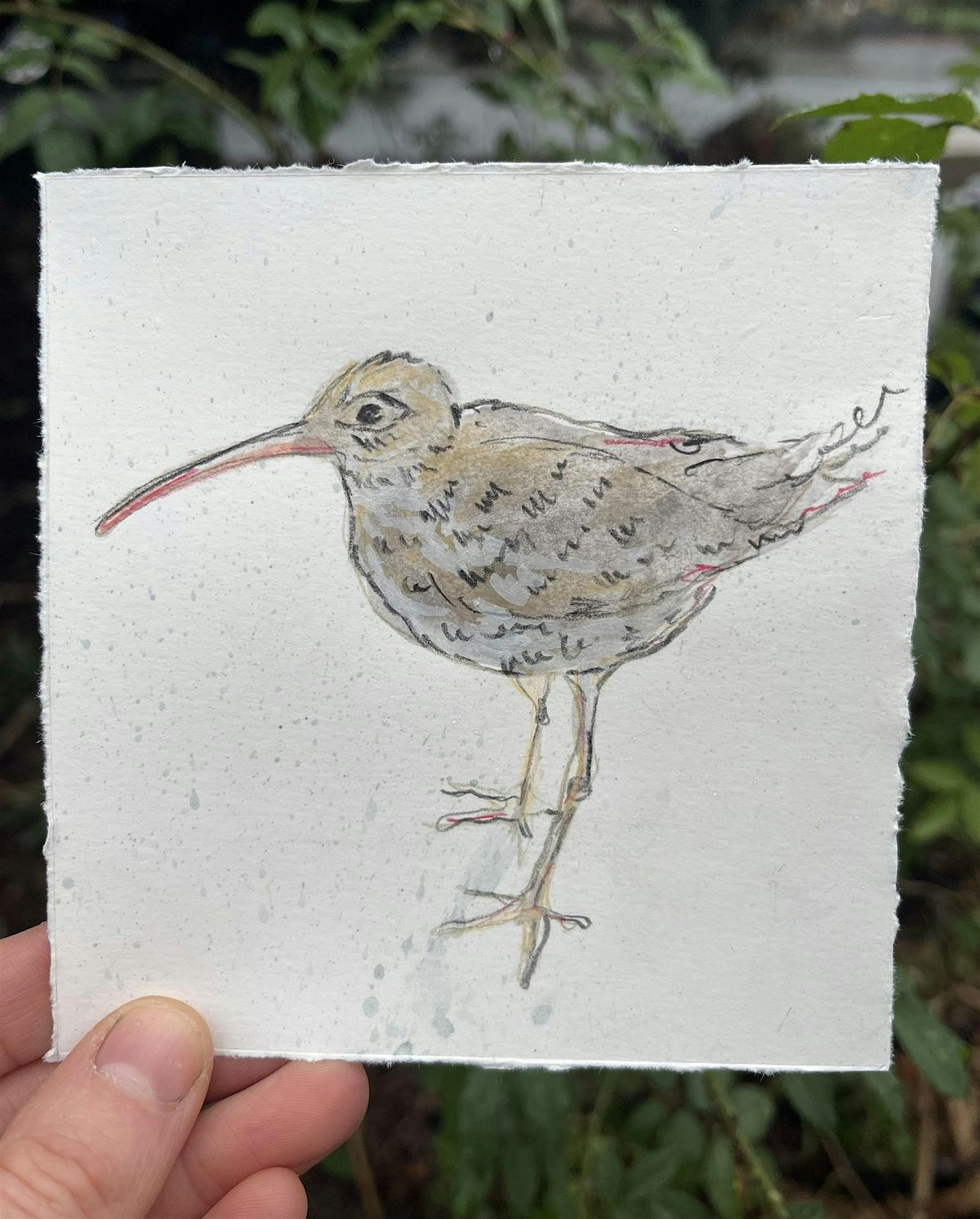 Drawing Scotland’s Birds, Birchwood Art Studio, Edinburgh, 24 May 2026 ...