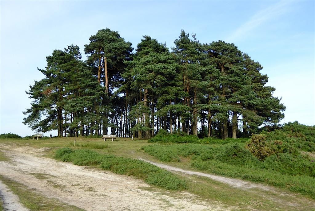 From Africa to Ashdown Forest: Protected areas through a cultural lens, 5 December | Event in Canterbury | AllEvents