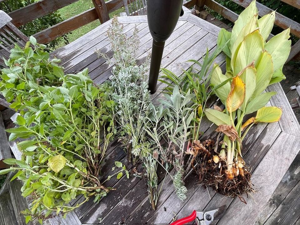 Native Plants with Medicinal Properties with Blair Patterson, One