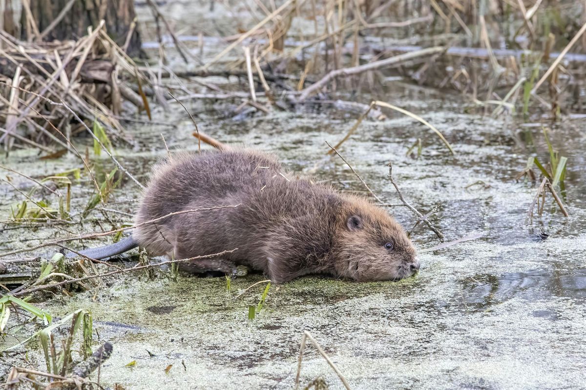 Nene Wetlands-'Behind the Scenes' Beaver Tours, 20 December | Event in Wellingborough | AllEvents
