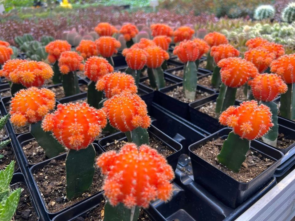 Herb and Succulent Festival, The Botanic Garden at Oklahoma State