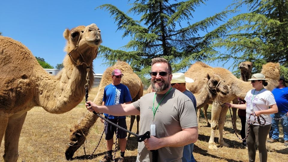 Hands on Camels CAMEL CAMP!, Oasis Camel Dairy Farm, Ramona, May 3 to ...