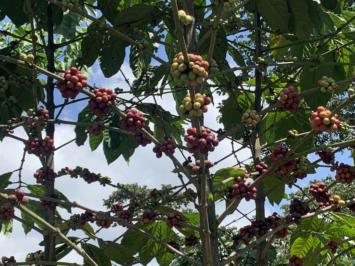 Seed to Cupping -December 10, 2025, 10 December | Event in St. Louis | AllEvents