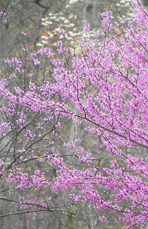 Winter Lecture Series - Mapping a Conservation Vision for Northern Virginia, 4 March | Event in Broad Run