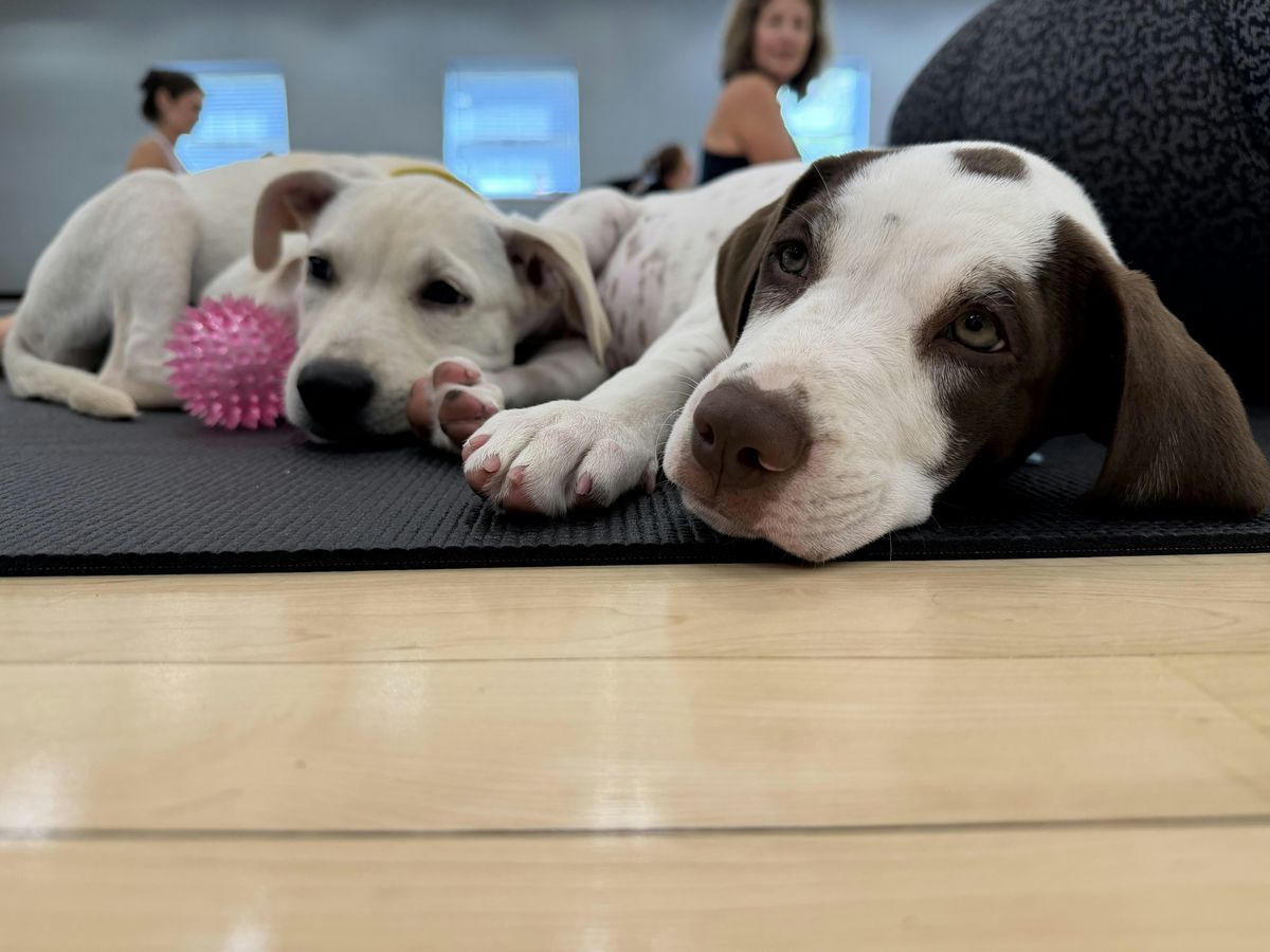 Rescue Puppy Strength & Stretch @ STRIDE Southlands with YogaSix Arapahoe