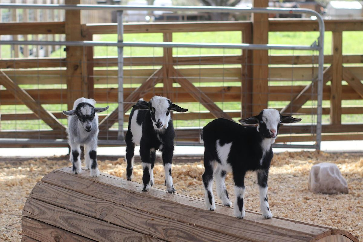 GOAT YOGA at Alaska Farms Orlando | Event in Orlando | AllEvents