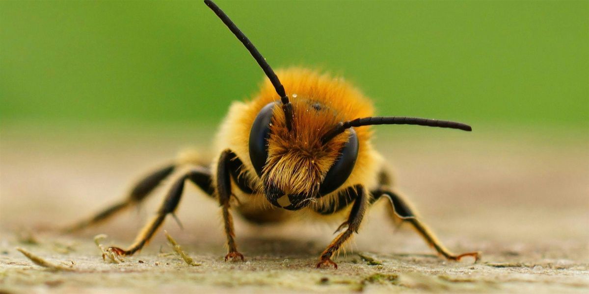 Bee Informed: Getting to Know the Bees in Your Backyard, 7 April | Event in Murray | AllEvents