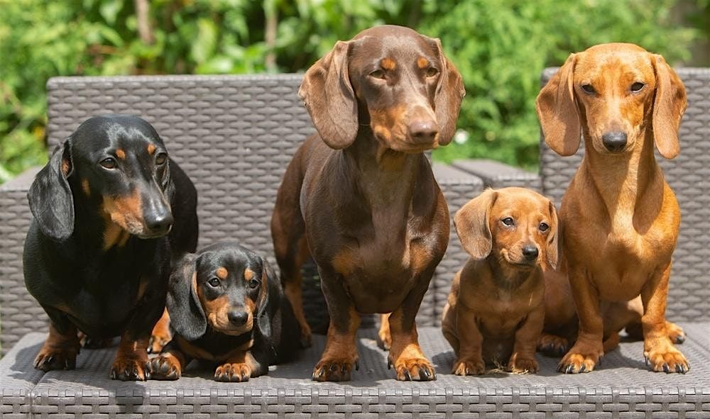 Dachshunds Meetup and Play date at Dogdrop Ft Lauderdale, 14 December | Event in FORT LAUDERDALE | AllEvents