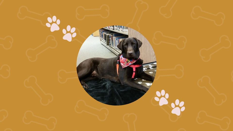 Read with Rocky, 100 N Reber St Wernersville, PA, United States, Pennsylvania 19565, December 12