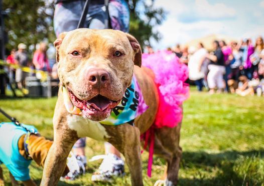 Rreqbpyu Smzhm Pet Rock Festival 2022