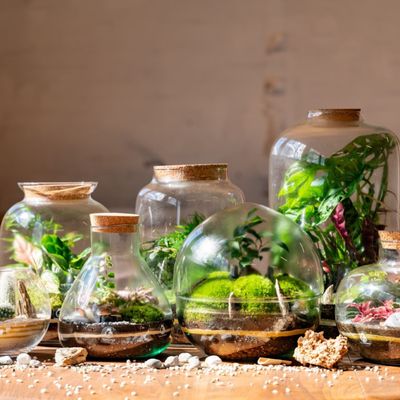 Tropical Glass Ltd. logo